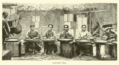 Sorting Tea by American School