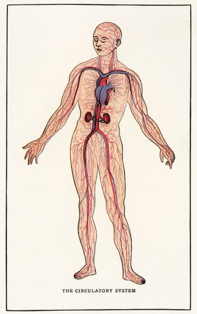 Vintage Anatomical Print of the Human Circulatory System by American School