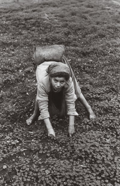 Olive Collector by Ando Gilardi