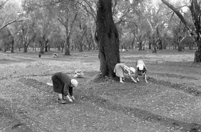 Olive Pickers by Ando Gilardi