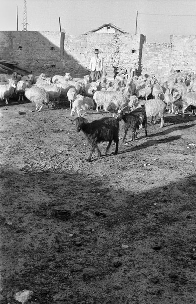 Transhumance in Crotone by Ando Gilardi