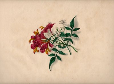 Lilies by André Limot