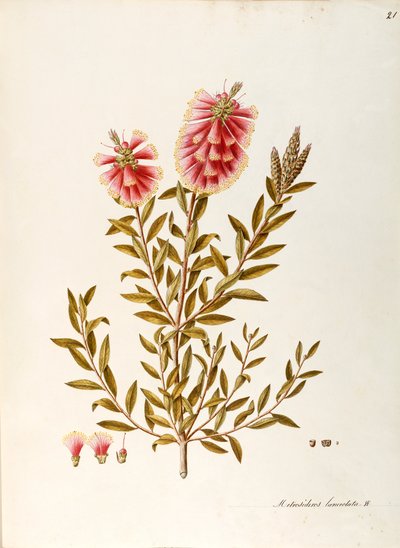 Crimson Bottlebrush by Angela Rossi Bottione