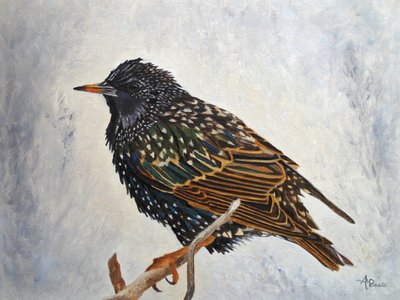 Vibrant European Starling by Angeles M. Pomata