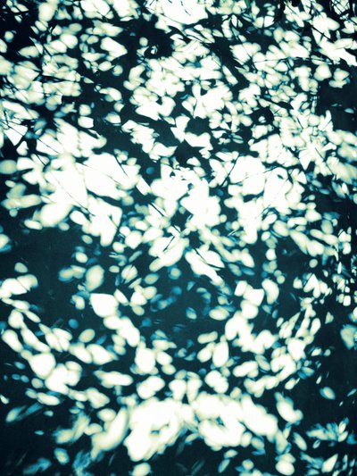 Dappled Light Leaves by Angelo Cerantola