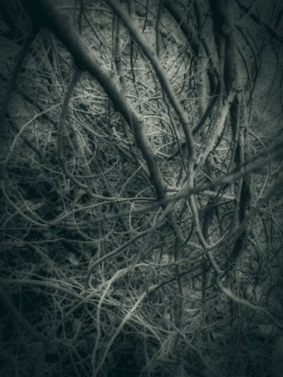Dark Intertwined Branches by Angelo Cerantola