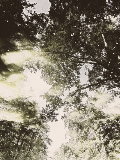 Dreamy Forest Light by Angelo Cerantola