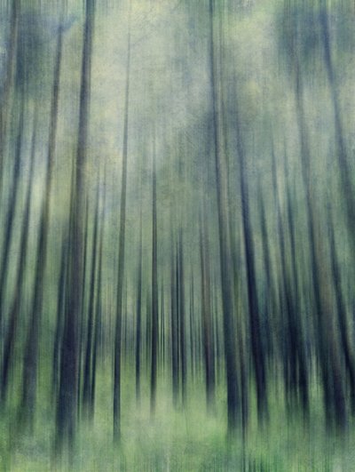 Ethereal Forest Light by Angelo Cerantola