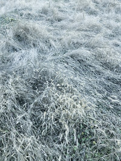 Frosted Winter Grass by Angelo Cerantola