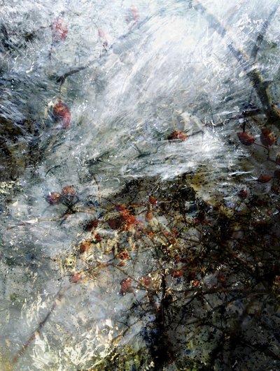 Frozen Winter Berries by Angelo Cerantola