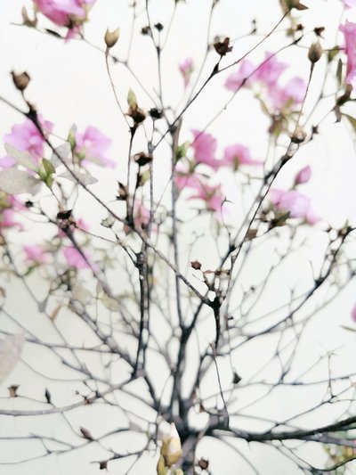 Gentle Spring Blooms by Angelo Cerantola
