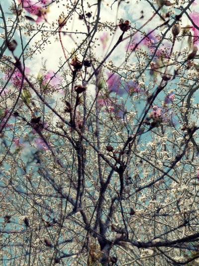Pink White Spring Blossoms by Angelo Cerantola
