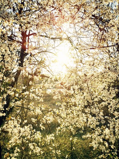 Radiant Spring Blossoms by Angelo Cerantola