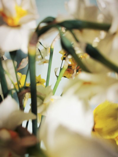 Soft Yellow Daffodils by Angelo Cerantola