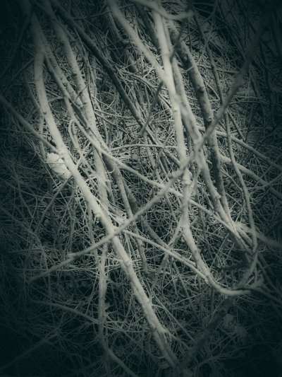 Tangled Winter Branches by Angelo Cerantola