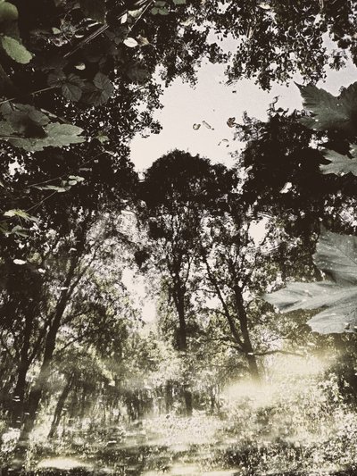 Tranquil Forest Reflection by Angelo Cerantola