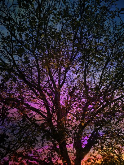 Vibrant Sunset Tree by Angelo Cerantola