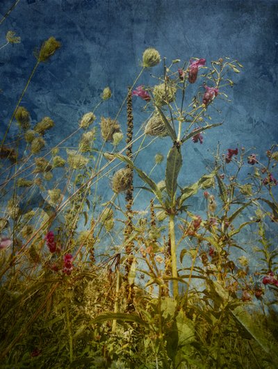 Wild Field Blues by Angelo Cerantola
