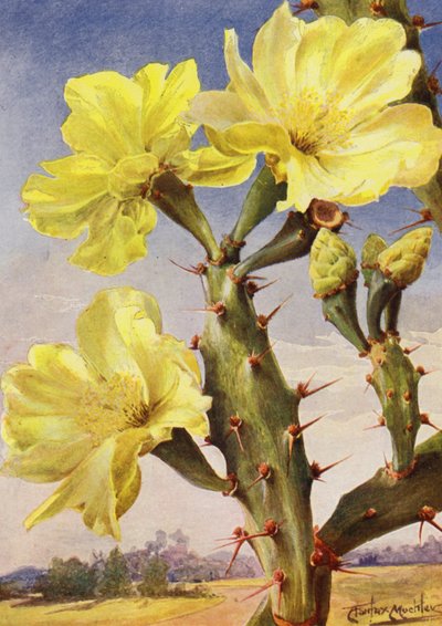 A Beautiful Representative of the Prickly Pear Cactus, Opontia Dillenii by Angelo Fairfax Muckley