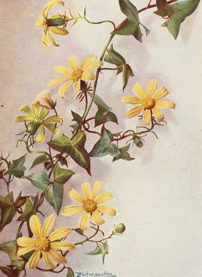 The Yellow Cape Ivy, Senecio Macroglossus by Angelo Fairfax Muckley