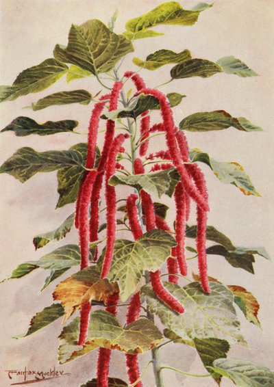 The beautiful red-tailed Acalypha Hispida, Sanderiana by Angelo Fairfax Muckley