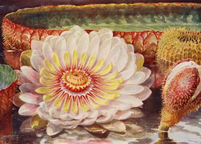 Victoria Regia, the Noblest of All Aquatic Plants by Angelo Fairfax Muckley