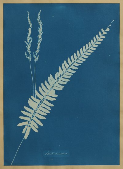 South America by Anna Atkins