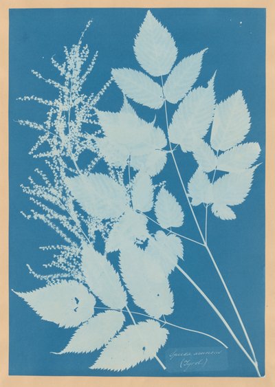 Spiraea aruncus (Tyrol) by Anna Atkins