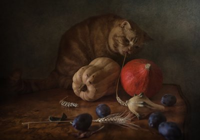 Curious Cat Harvest by Anna Petina
