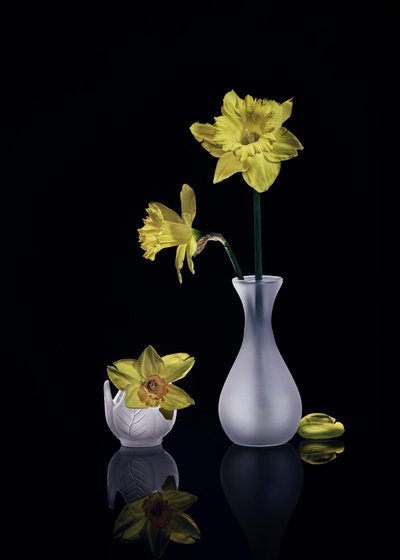 Graceful Yellow Daffodils by Anna Qu