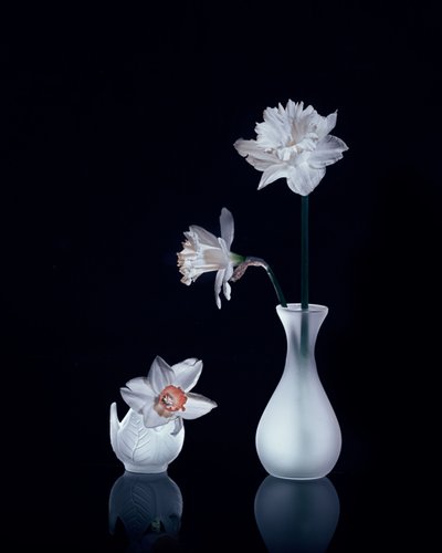 White Daffodils Still Life by Anna Qu