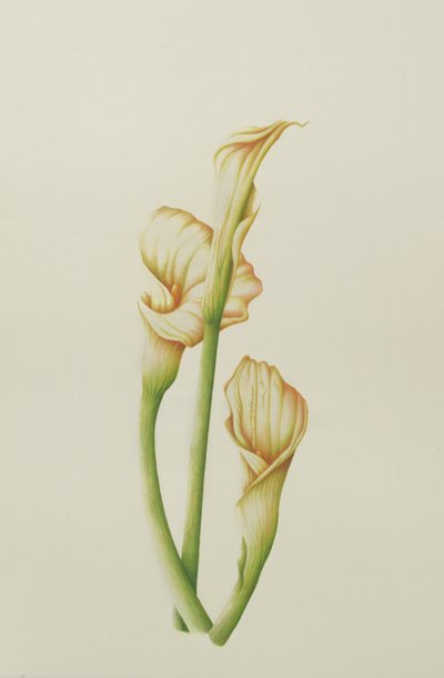 Arum Lily, 2001 by Annabel Barrett