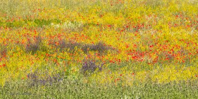 Vibrant Poppy Field by Annie Keizer