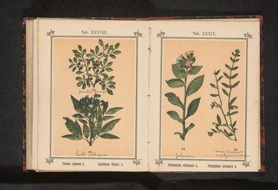 Spotted lungwort and common knotgrass by Anonymous