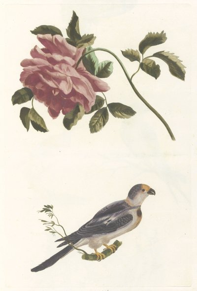 Rose and Parakeet by Anonymous