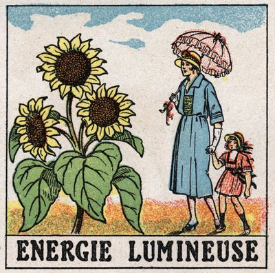 Light energy: sunflower is influenced by sunlight. Anonymous illustration from 1925. Private collection. by Anonymous Anonymous