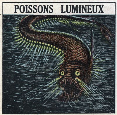 Phosphorescence: luminous fish. Anonymous illustration from 1925. Private collection. by Anonymous Anonymous