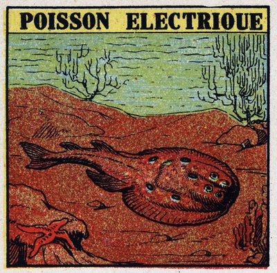 Physiological effects of electricity: electric fish. Anonymous illustration from 1925. Private collection. by Anonymous Anonymous