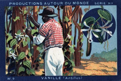Productions Around the World: Vanilla in the West Indies by Anonymous Anonymous