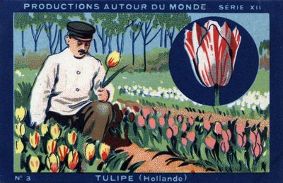 Productions around the world: tulip in Holland by Anonymous Anonymous