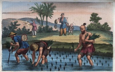 Rice Plantation, China - Engraving from 