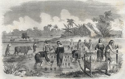 Rice cultivation in Manila in the Philippines in 1864. Anonymous engraving. Private collection. by Anonymous Anonymous