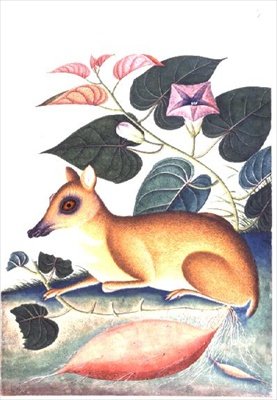 Study of a Mouse Deer by a Flowering Sweet Potato Plant, Company School by Anonymous Anonymous