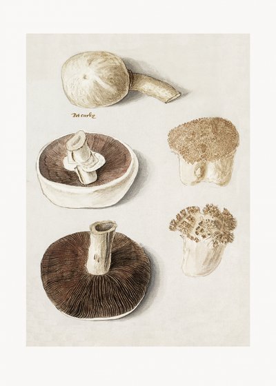 Common Meadow Mushroom Standing by Anselmus Boëtius de Boodt