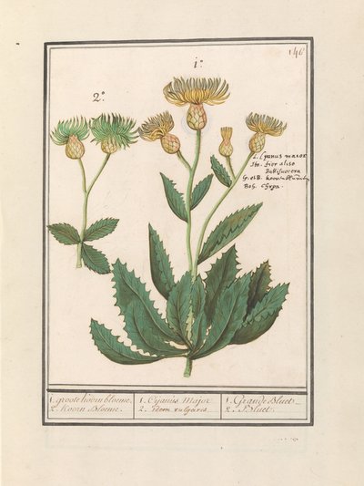 Centauri (Centaurea) by Anselmus Boëtius de Boodt