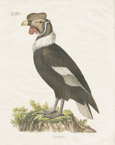 Andean Condor by Anstalt Arnz & Co.