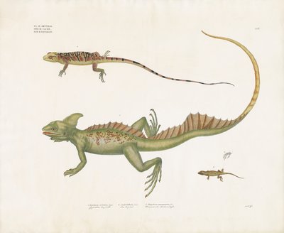Basilisks and Small Lizards with Distinctive Features by Anstalt Arnz & Co.