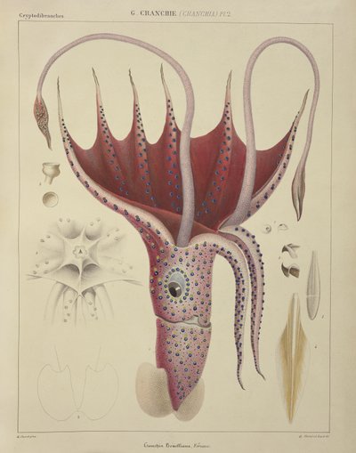 Squid, Pl.2 from 