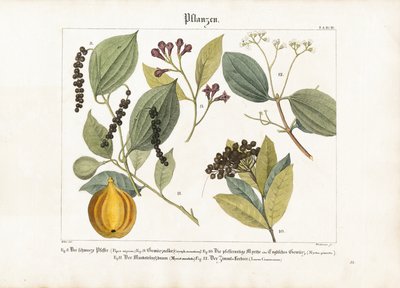 Economically Important Spice Plants by Anton Wachsmann