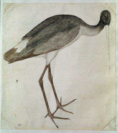 A black stork standing, facing to the right by Antonio Pisanello